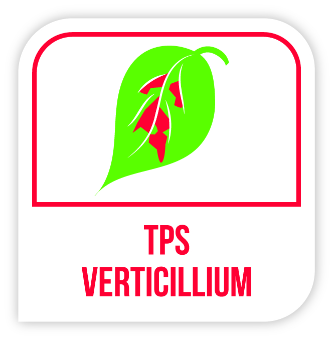 Visuel TPS verticillium